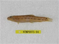 藏品(中華鰍)的圖片